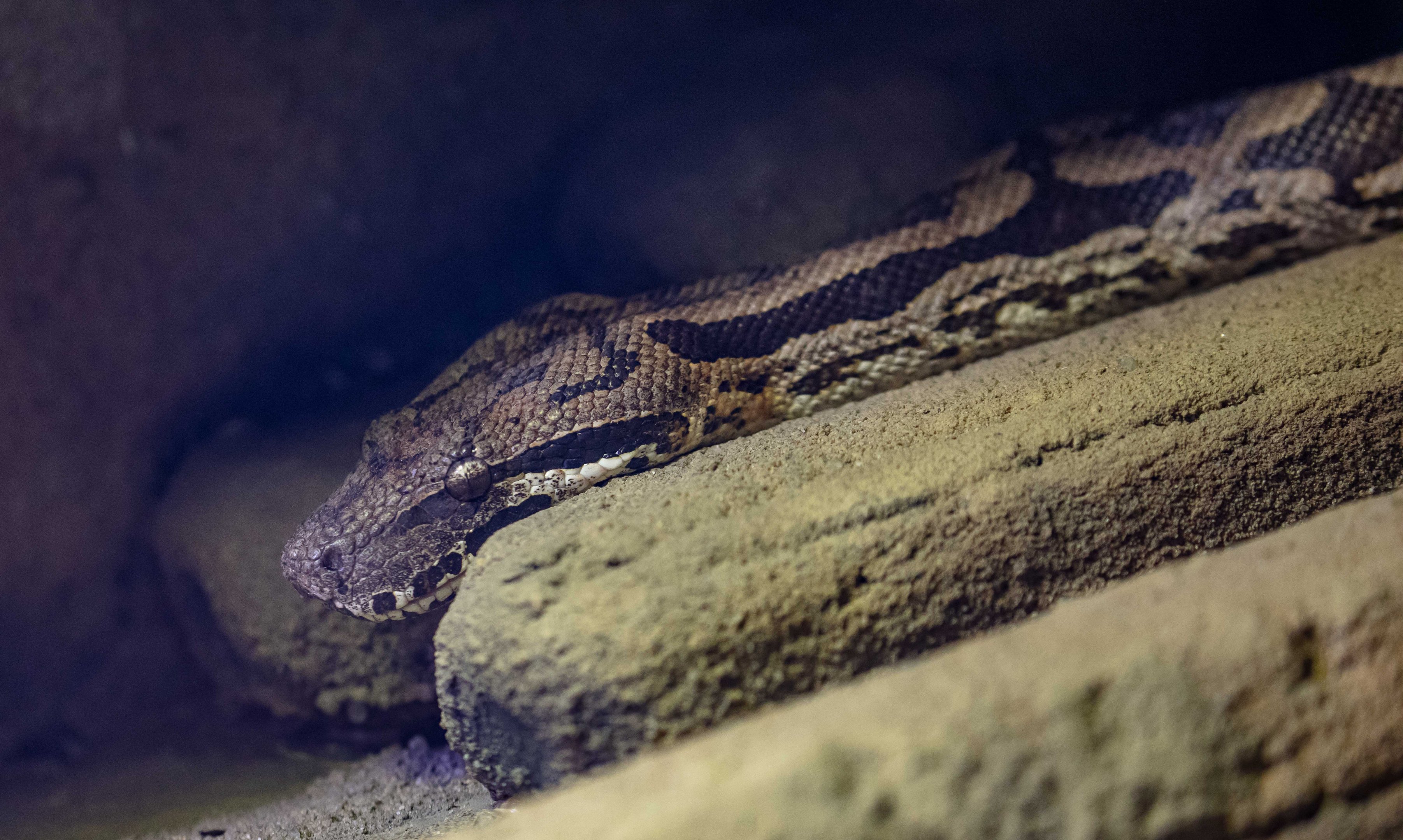 Madagascan Ground Boa