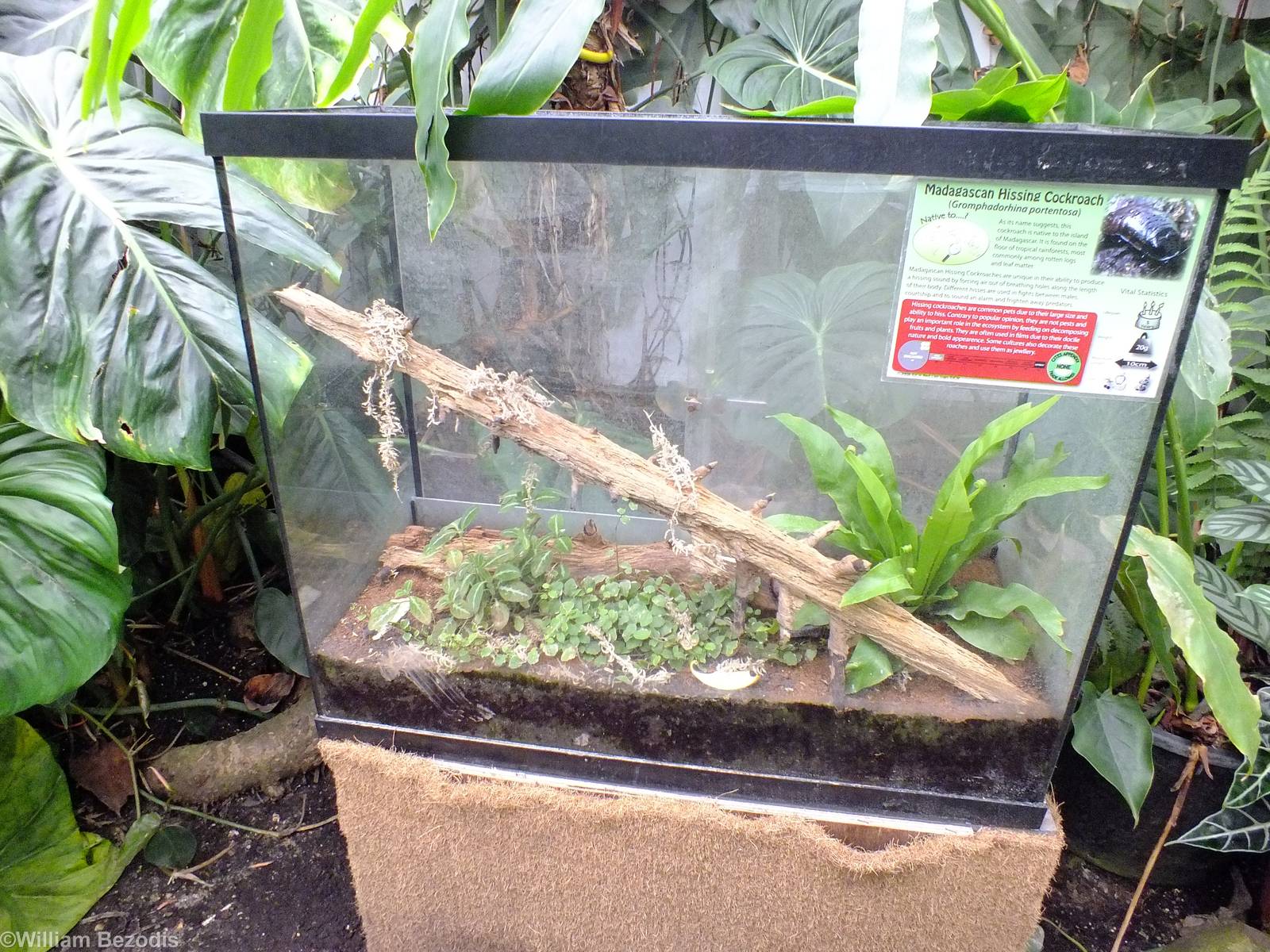 Madagascan Hissing Cockroach Enclosure
