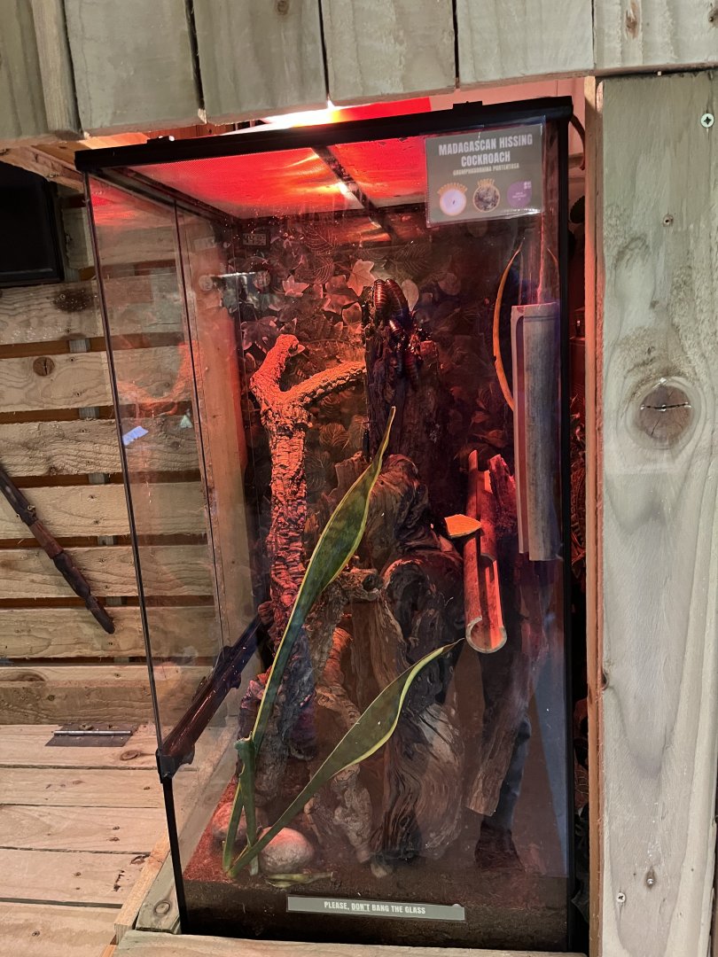 Madagascan hissing cockroach terrarium 1.9.25