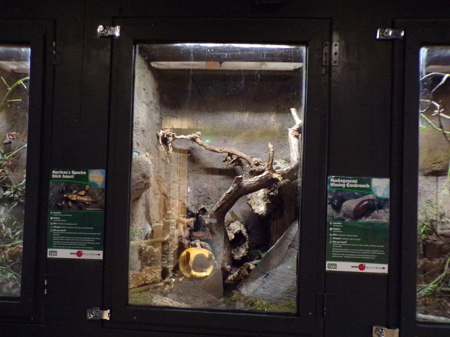 Madagascan hissing cockroach terrarium 14.10.23