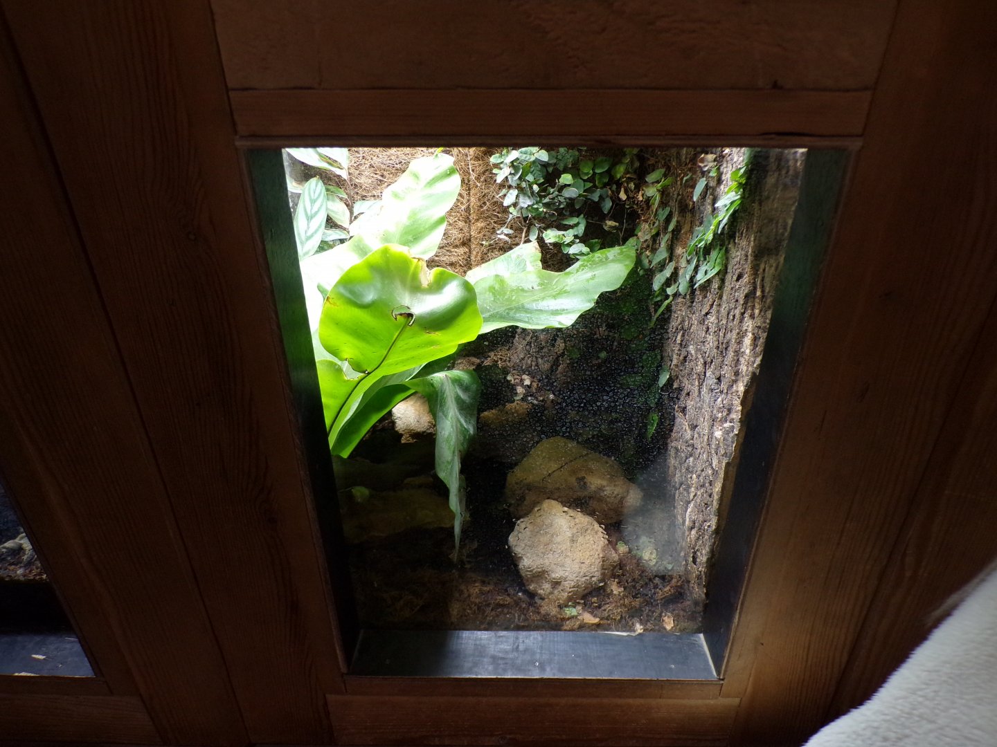 Madagascan hissing cockroach terrarium 7.7.24