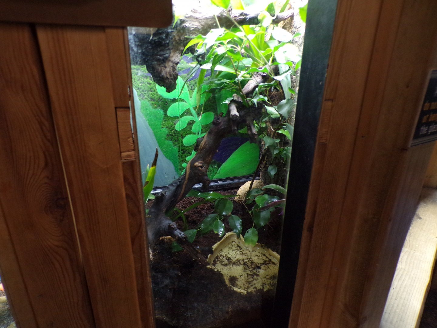 Madagascan hissing cockroach terrarium 7.7.24