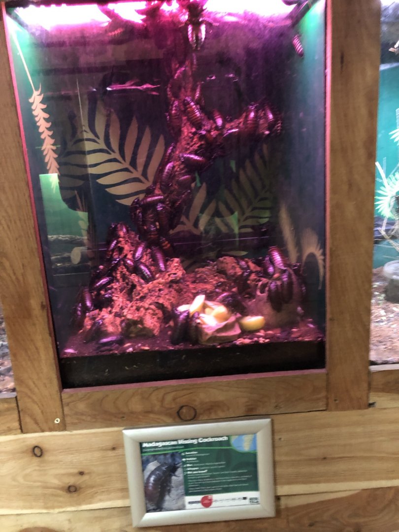 Madagascan Hissing Cockroach Vivarium at Northumberland Country Zoo (September 2021)
