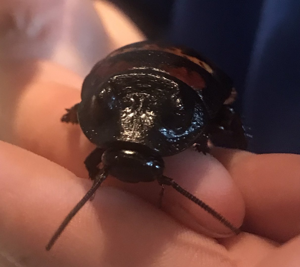 Madagascan hissing cockroach