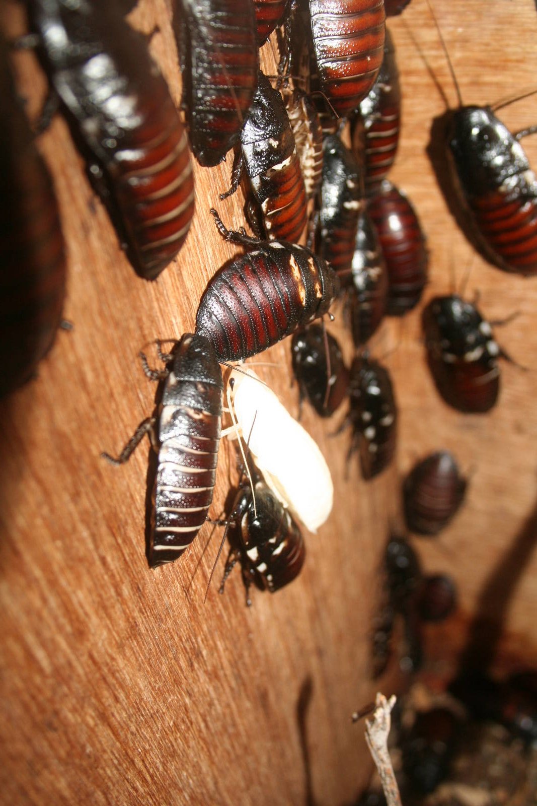 Madagascan hissing cockroaches - Lakeland oasis 08