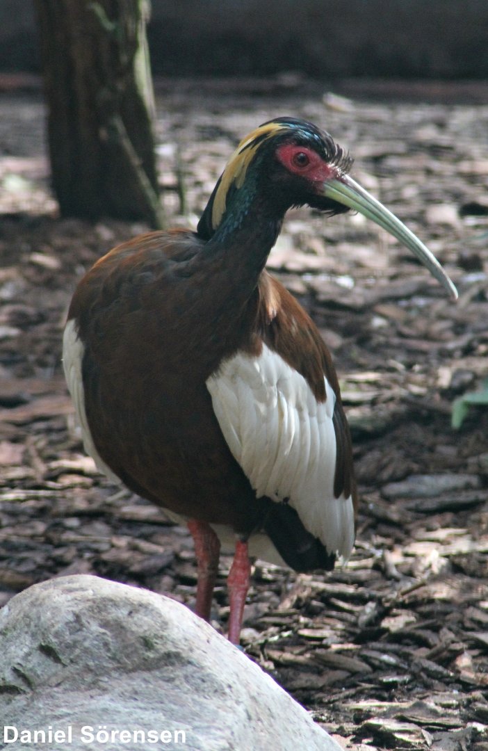 Madagascan ibis (Lophotibis cristata)