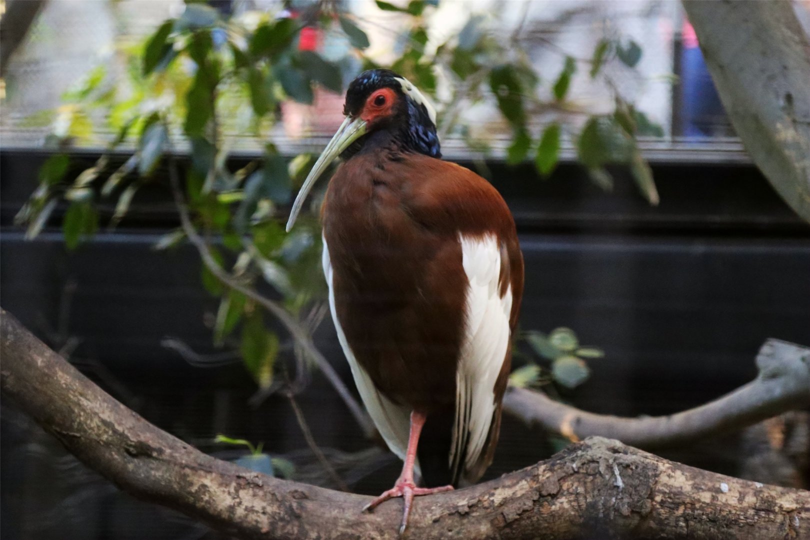 Madagascan Ibis (Lophotibis cristata)