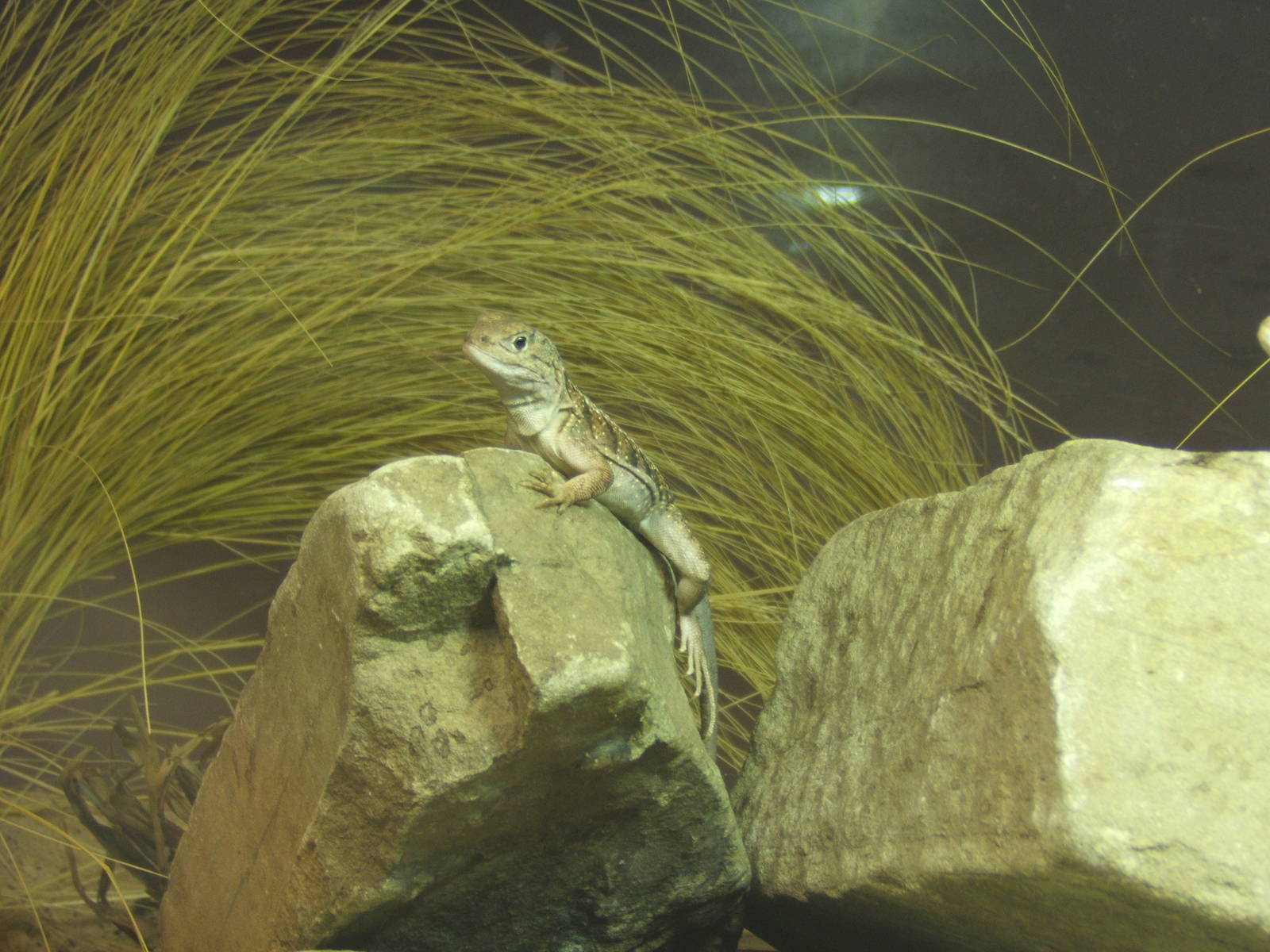 Madagascan Iguana (Chalarodon madagascariensis)
