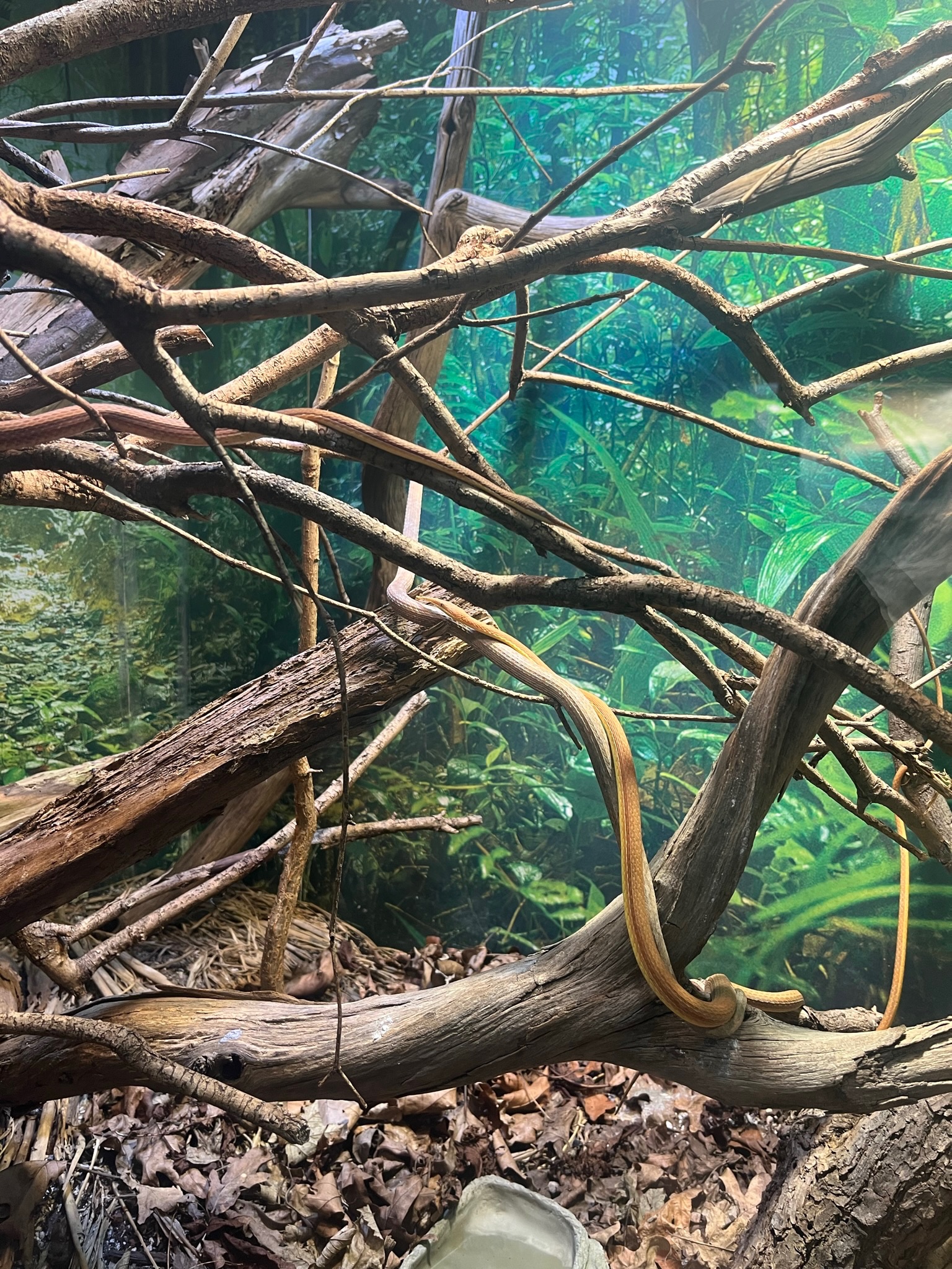 Madagascan leaf nose snake