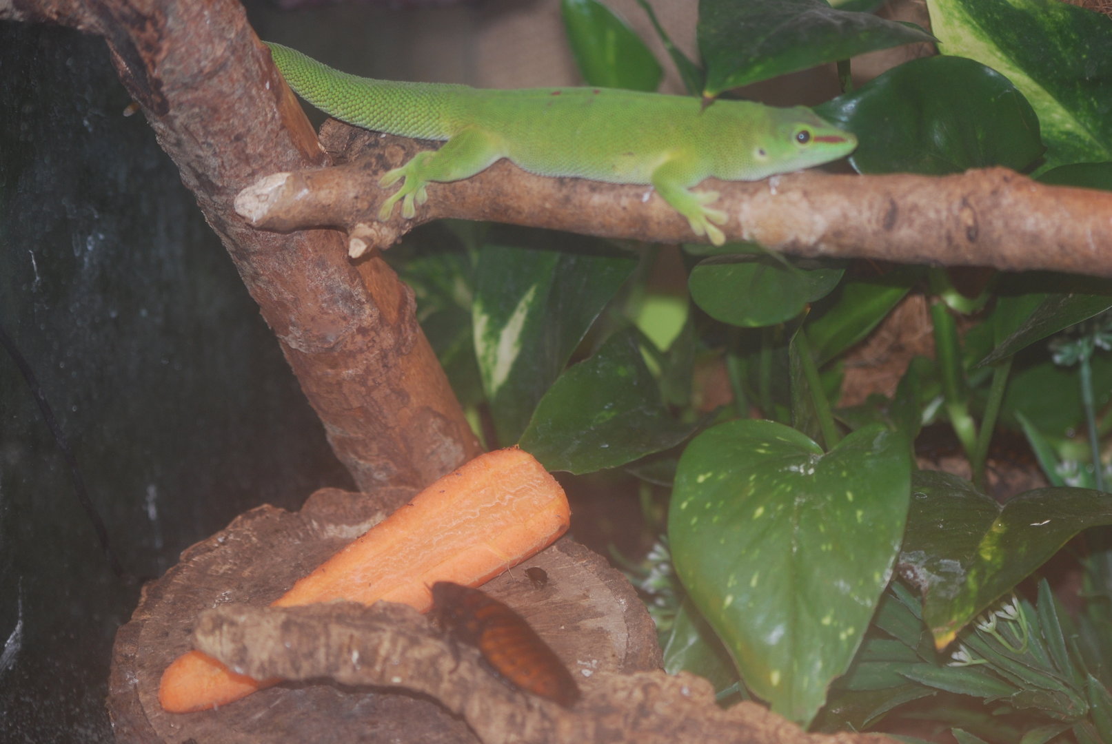 Madagascan mixed species