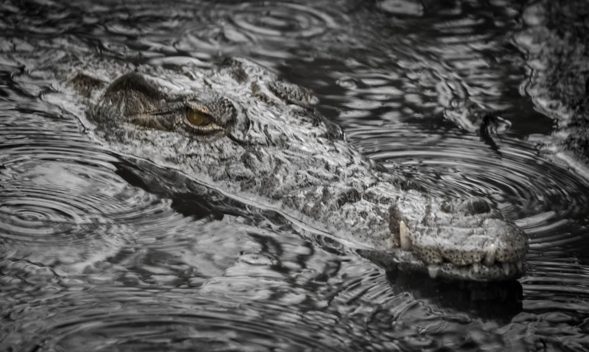 Madagascan Nile Crocodile