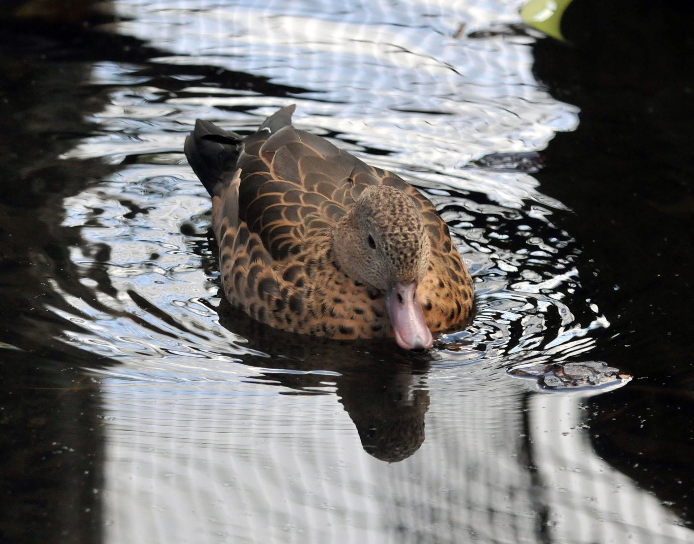 Madagascan or Bernier's teal