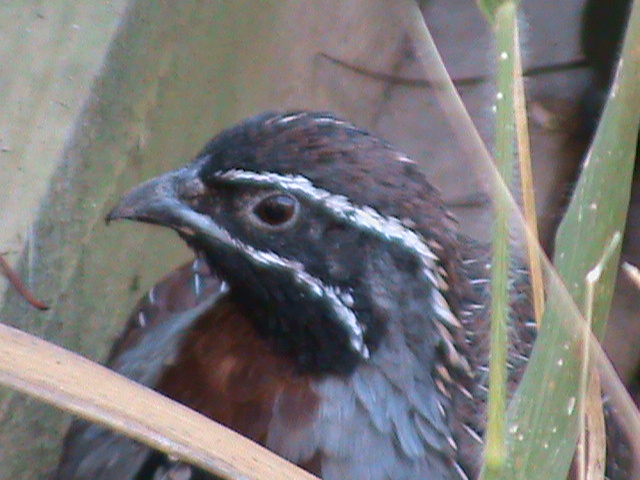 Madagascan partridge 211010