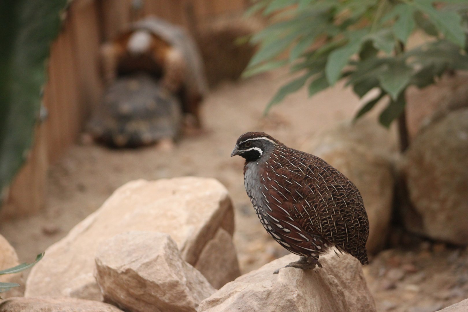 Madagascan partridge (Margaroperdix madagarensis)