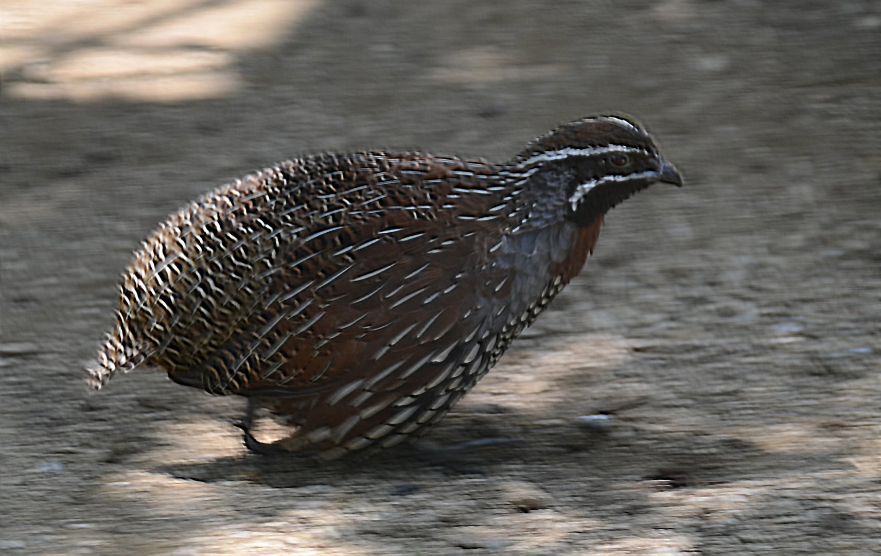 Madagascan Partridge