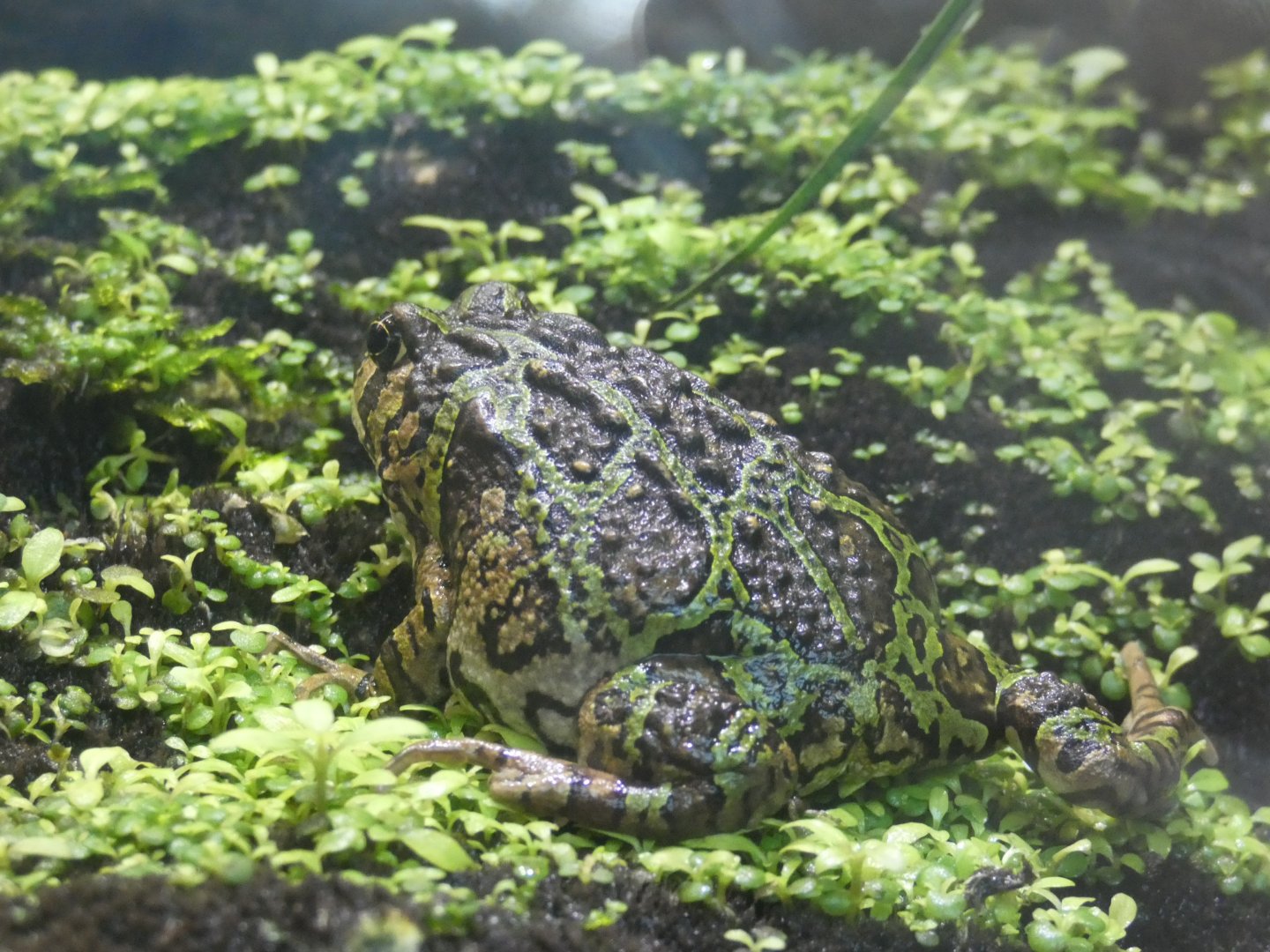 Madagascan Rain Frog