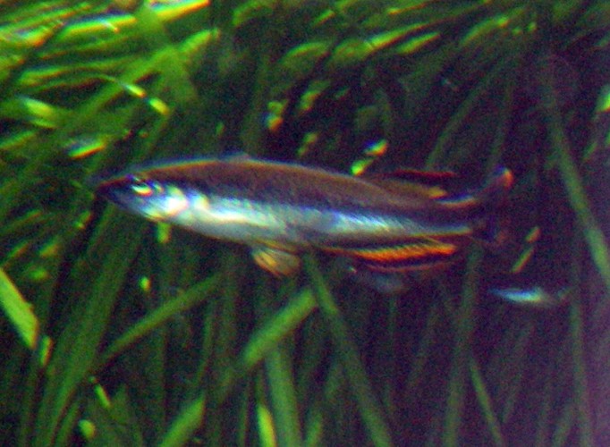 Madagascan Rainbow Fish (Bedotia madagascariensis)
