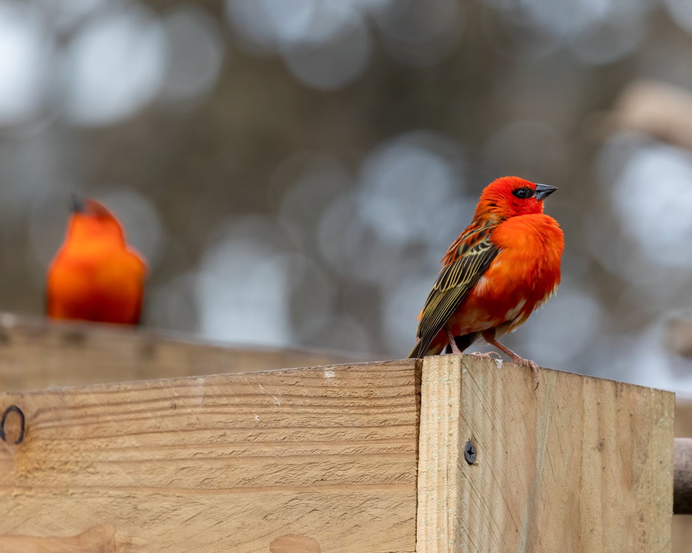 Madagascan Red Fody  / Woodside Wildlife Park / 11-8-21
