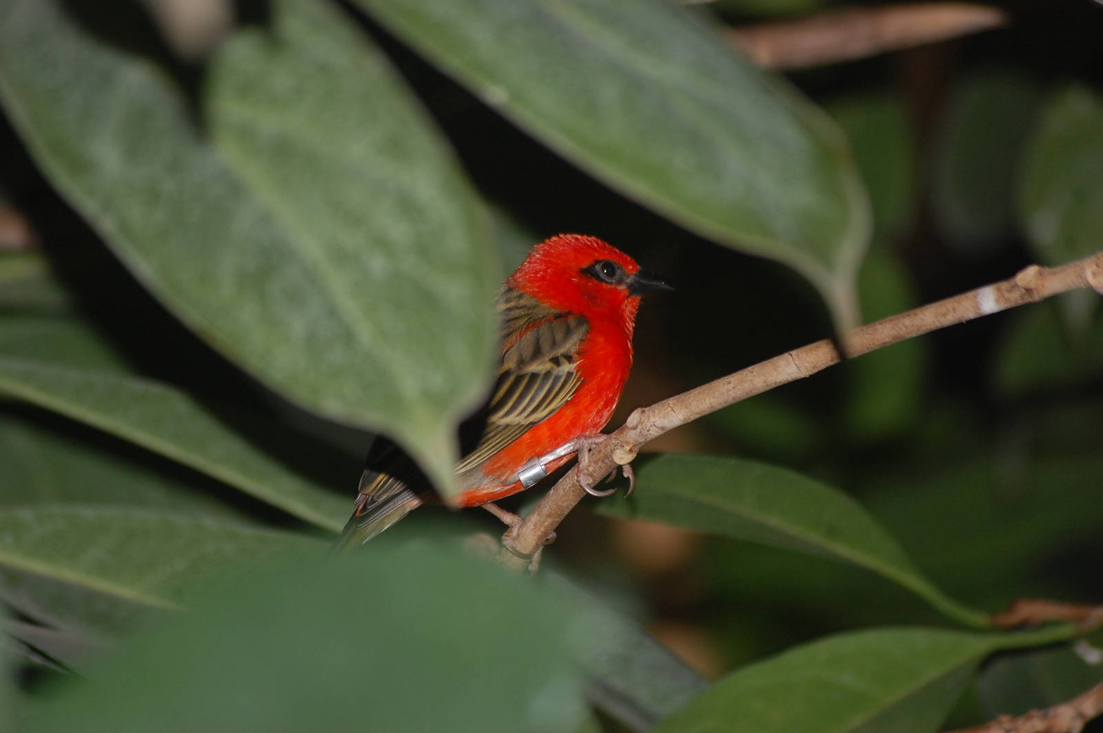 Madagascan Red Fody
