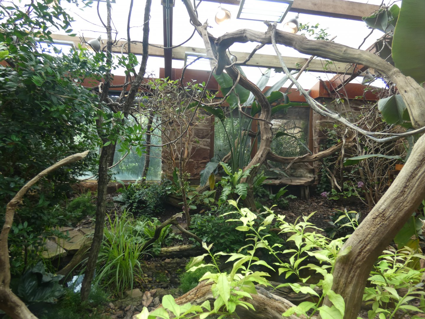 Madagascan reptile exhibit