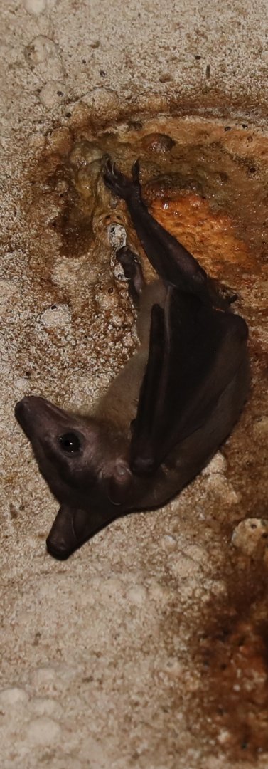 Madagascan rousette (Rousettus madagascariensis)