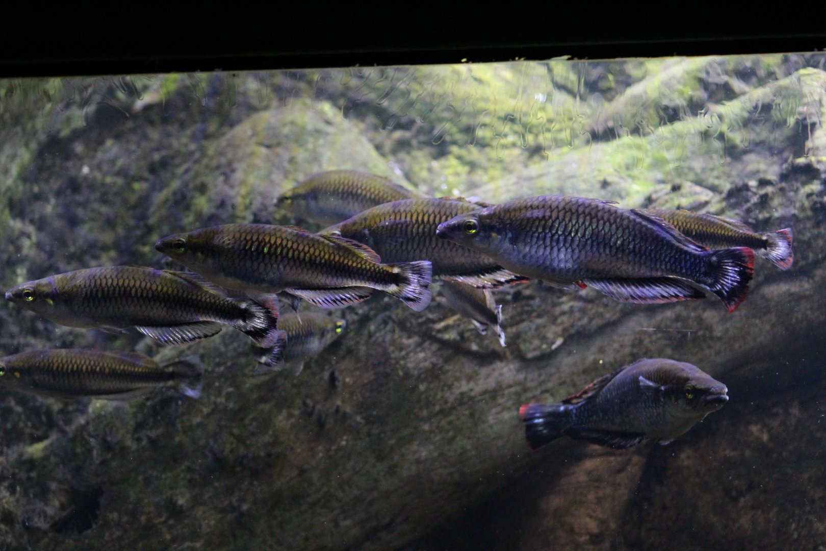 Madagascan Silverside