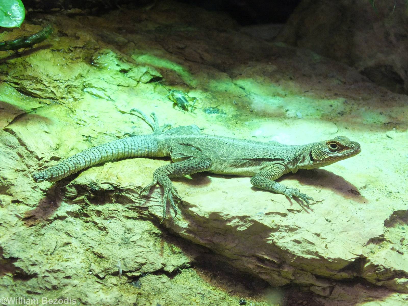Madagascan Spiny-tailed Iguana
