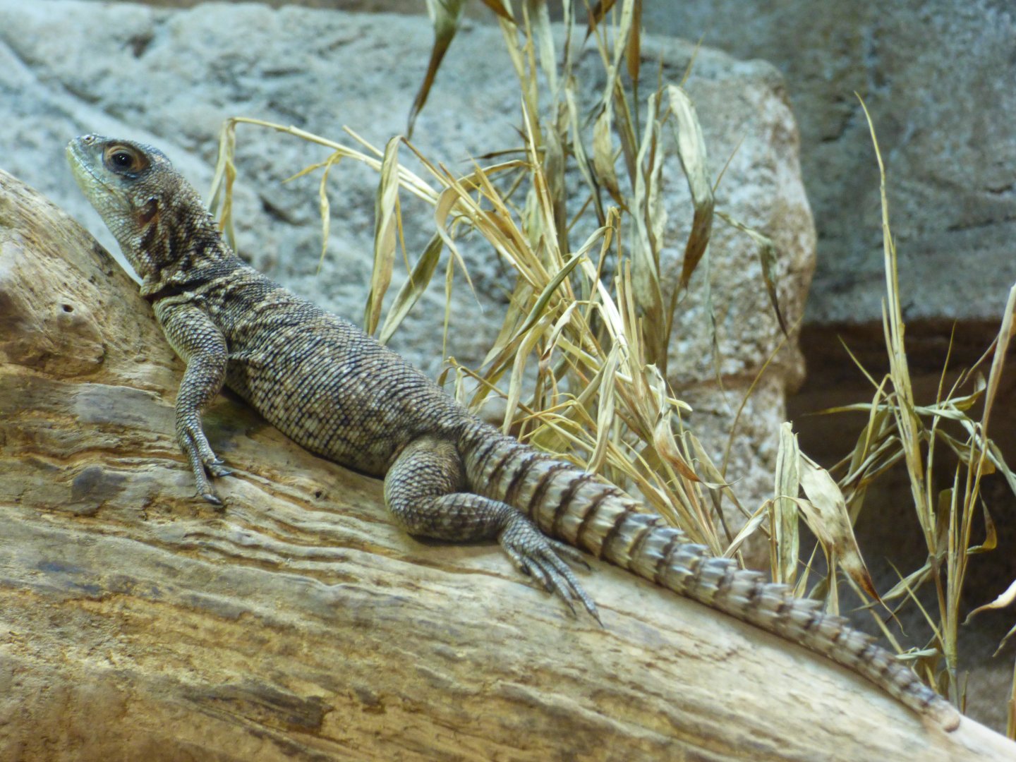 Madagascan Spiny-Tailed Iguana