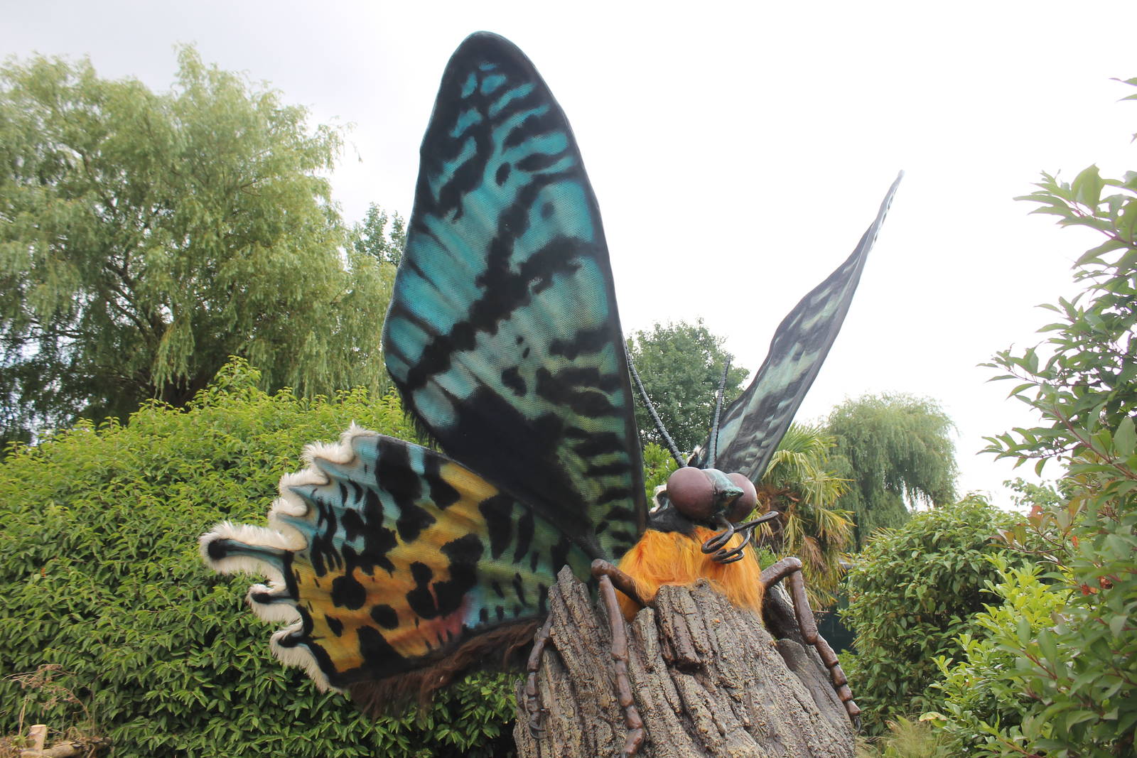 Madagascan Sunset Moth Chester Zoo 2013