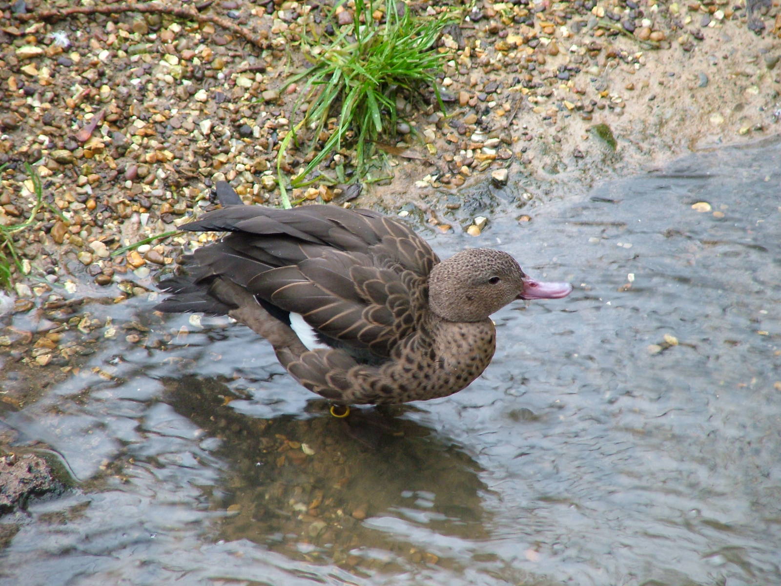 Madagascan Teal at Twycross 24/01/10