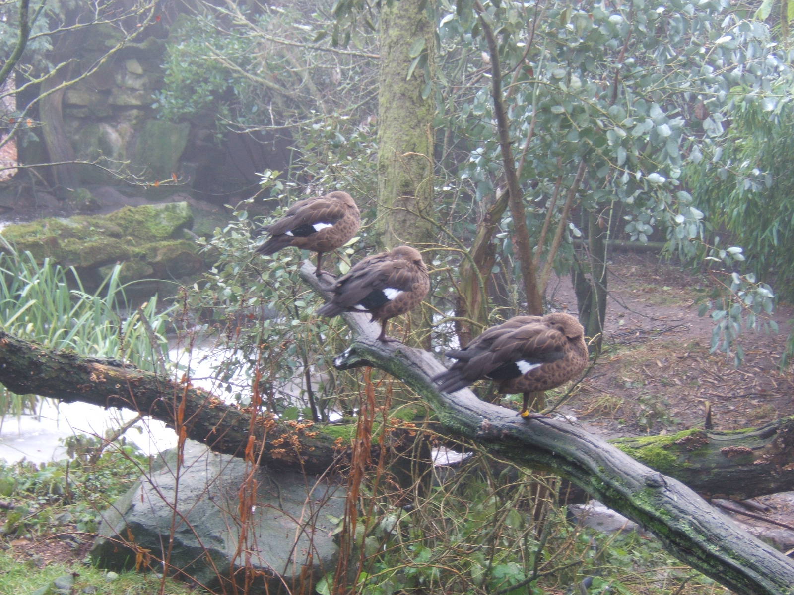 Madagascan Teal in the Bornean Longhouse Aviary