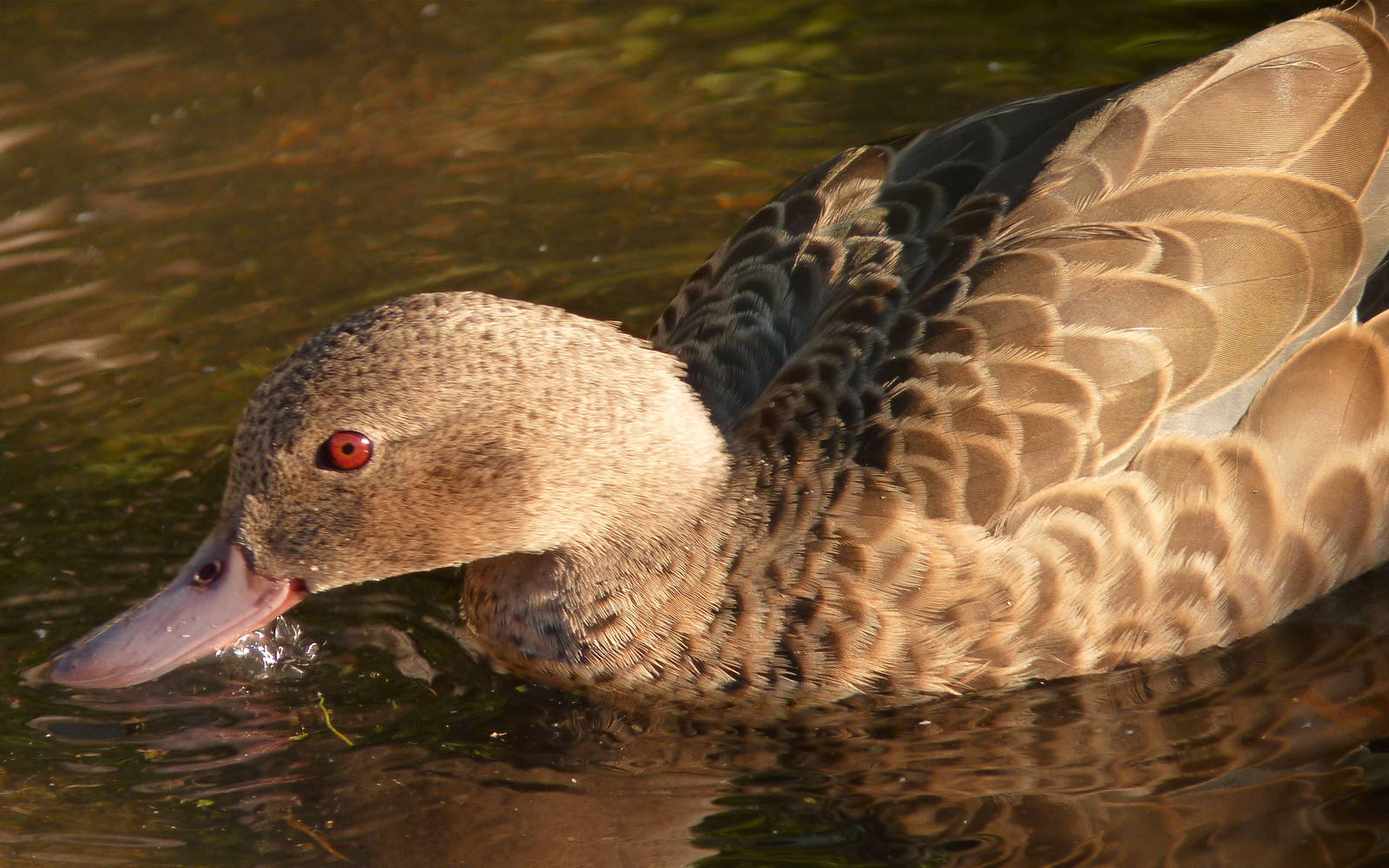 Madagascan Teal