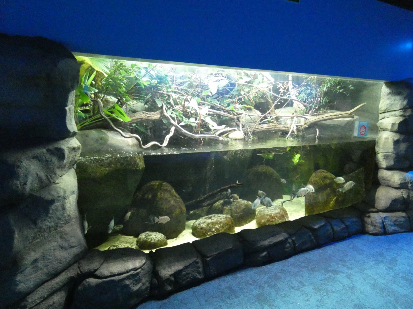 Madagascan themed tank in the Aquarium