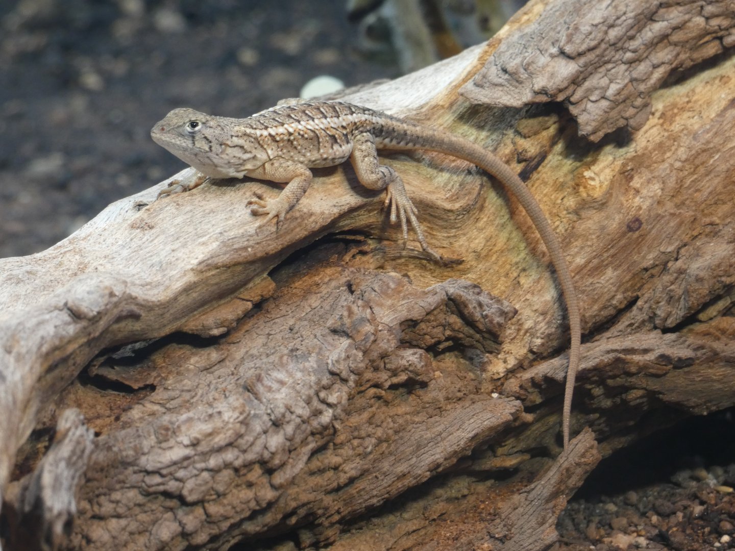 Madagascan three-eyed iguana