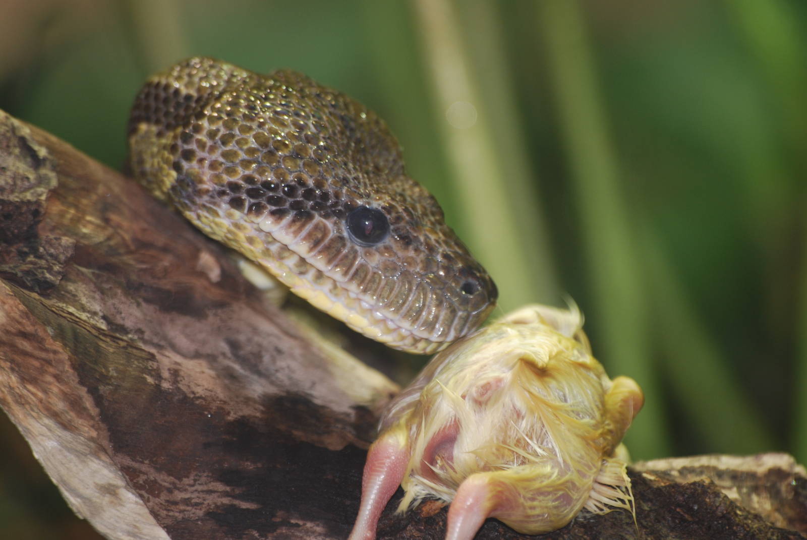 Madagascan tree boa and lunch