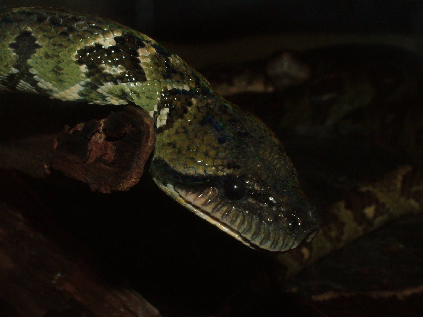 Madagascan Tree Boa at Jihlava, 31/05/10