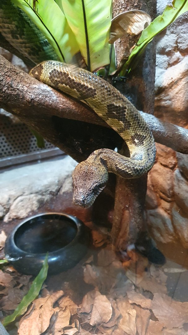 Madagascan Tree Boa (Sanzinia madagascariensis)