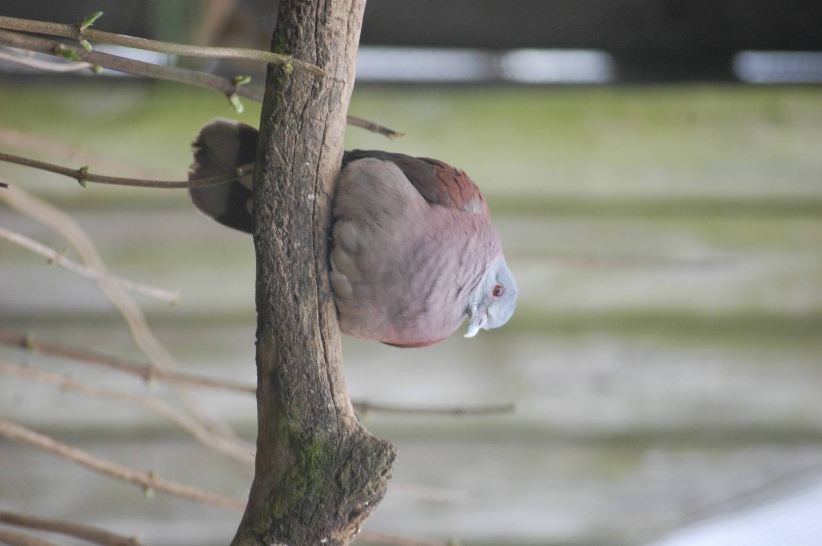 Madagascan Turtle Dove