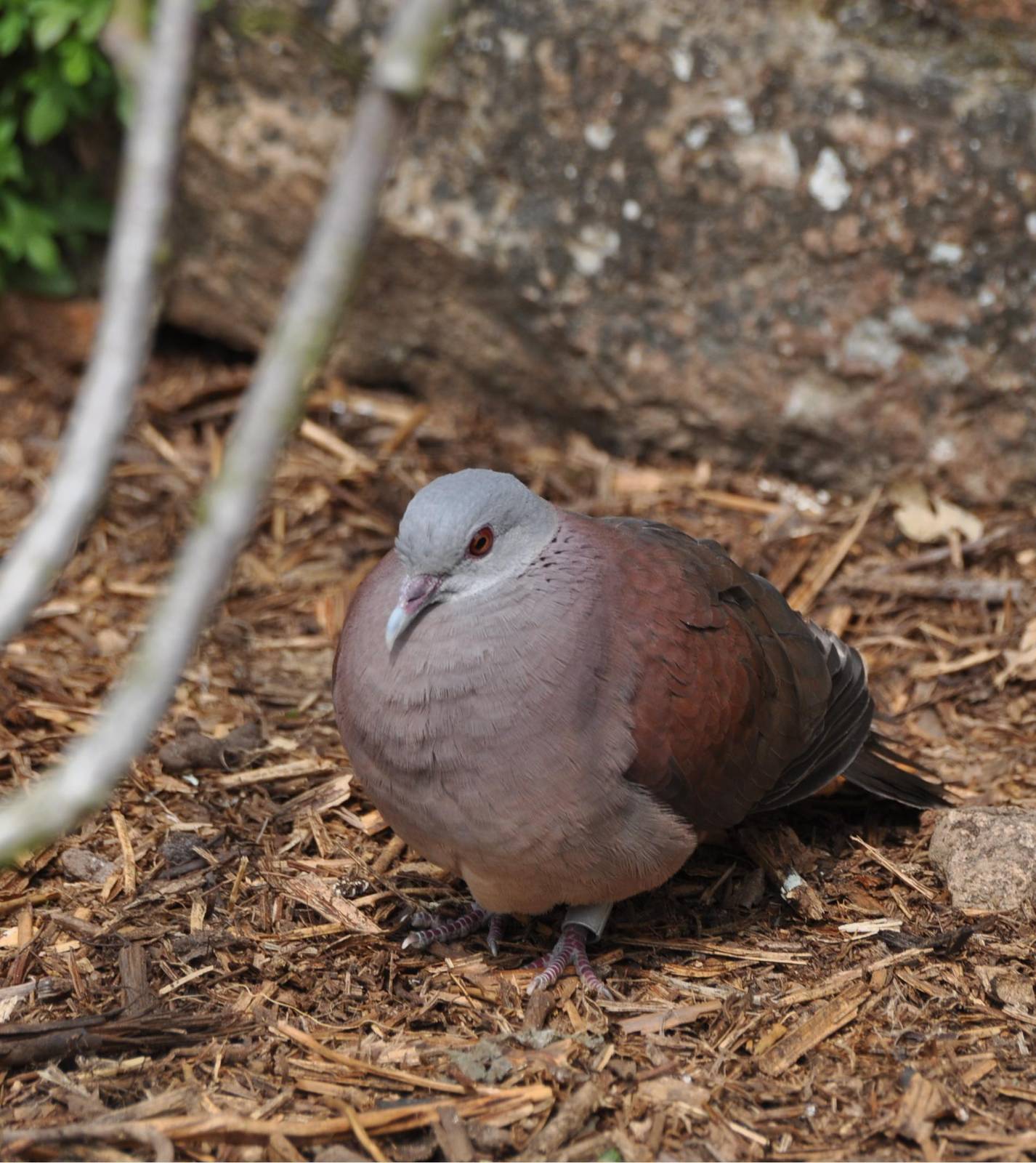 Madagascan Turtle Dove