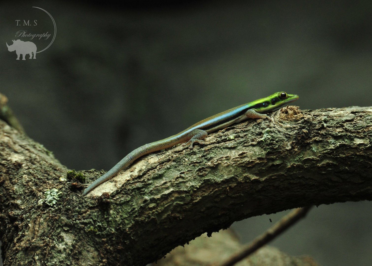 Madagascan Yellow-headed Day Gecko