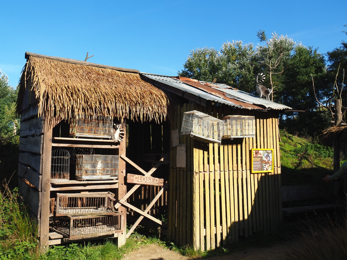 Madagascar animal shop theming, 2022-10-09