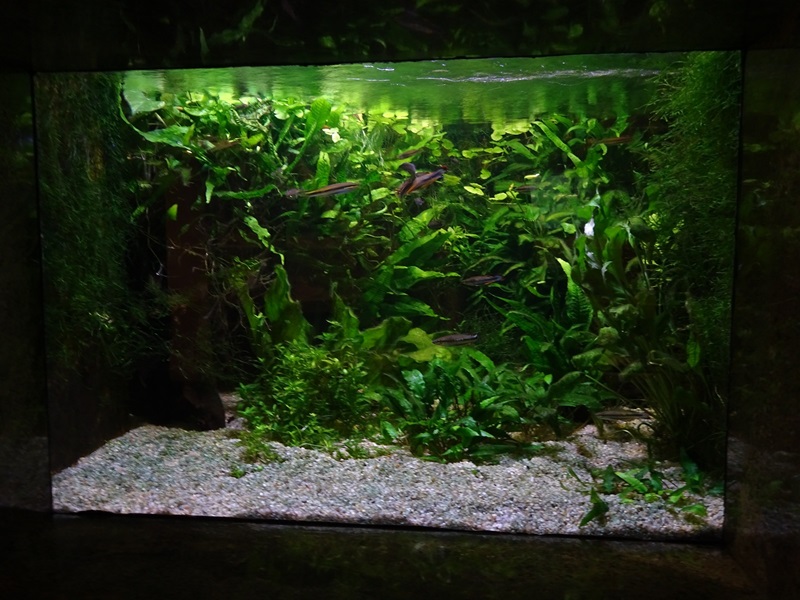Madagascar aquarium