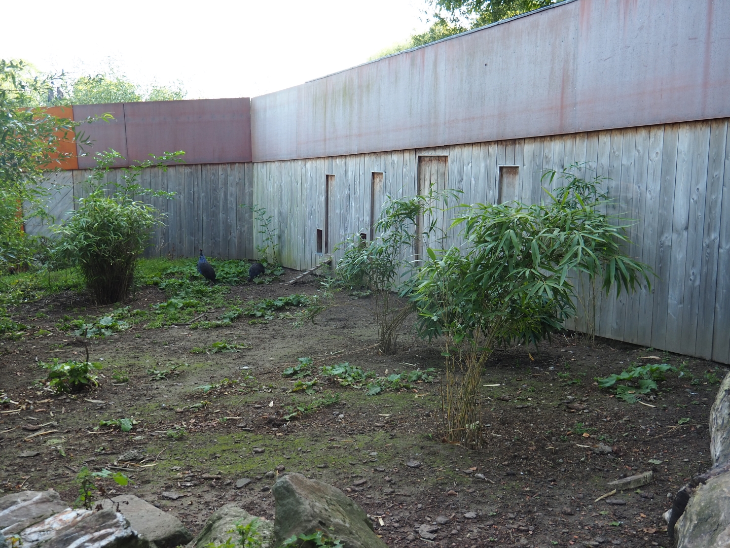 Madagascar area bird house (Sep 2nd, 2018)