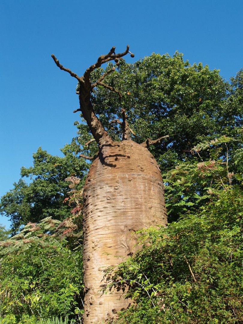 Madagascar area - Fake baobab, 2007-09-16
