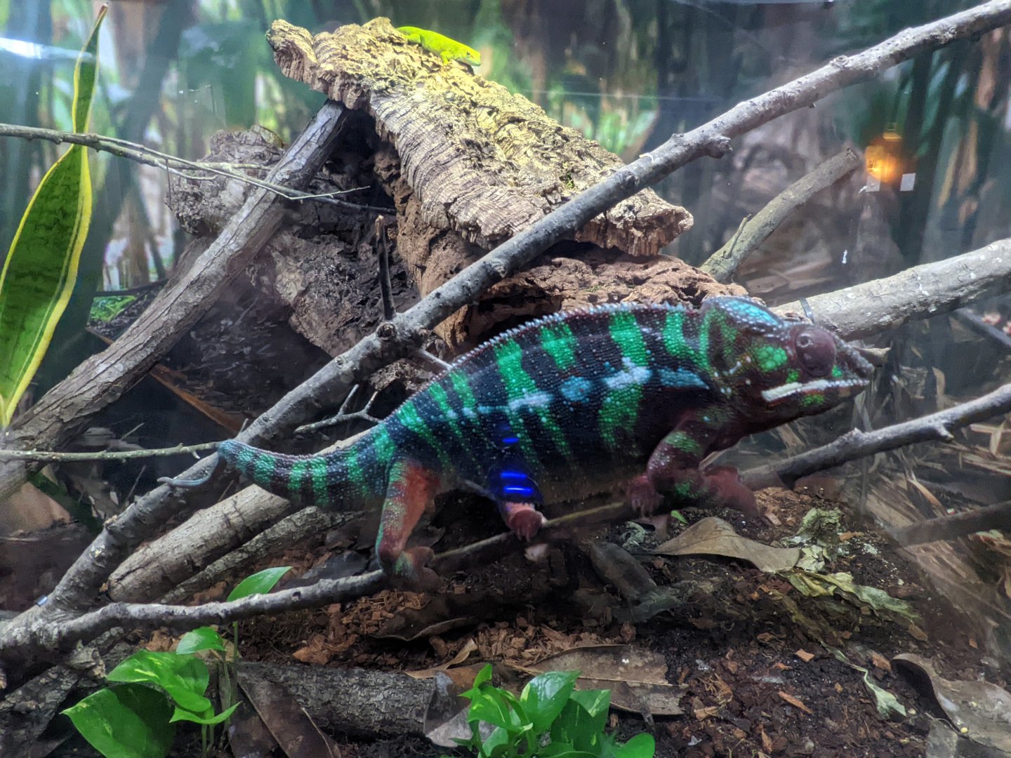 Madagascar area - panther chameleon