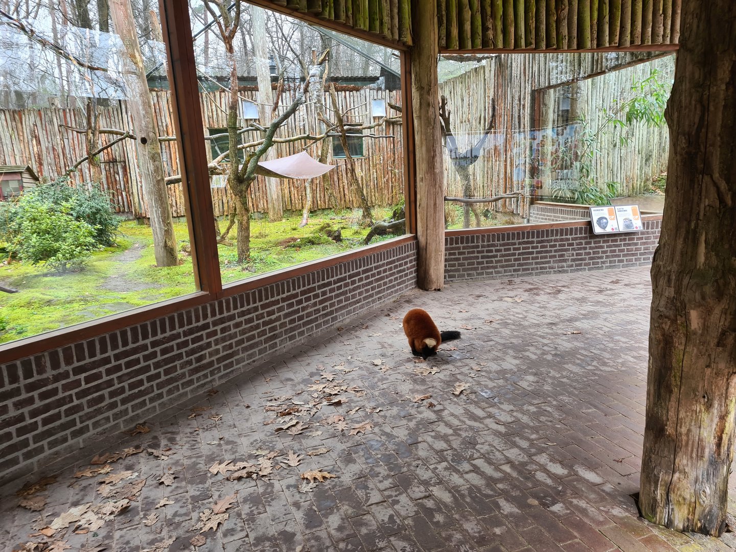 Madagascar area - Red-ruffed lemur in viewing shelter