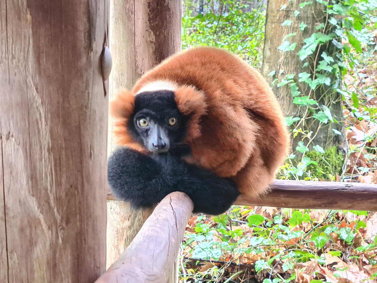 Madagascar area - Red-ruffed lemur