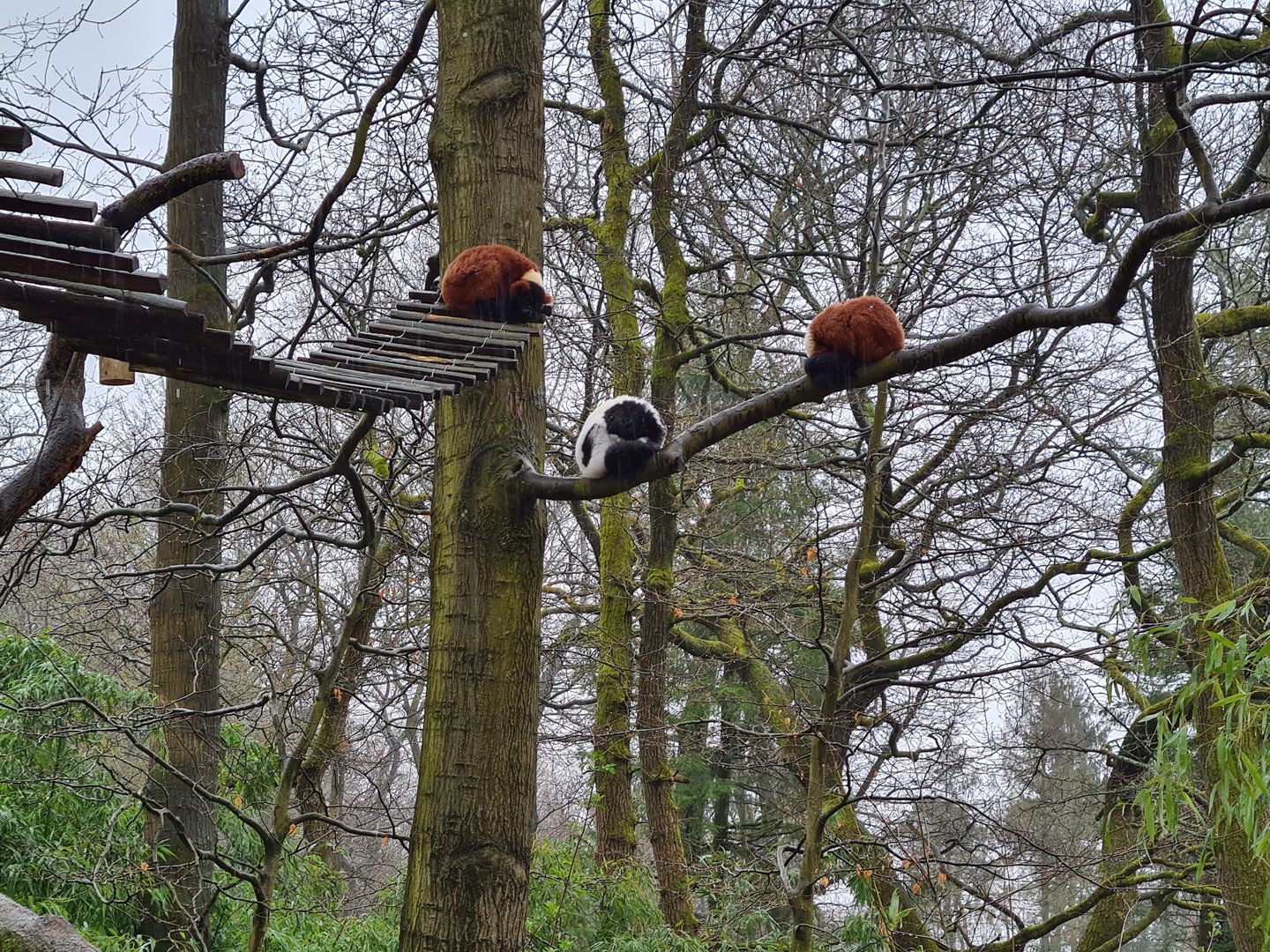 Madagascar area - Ruffed lemurs