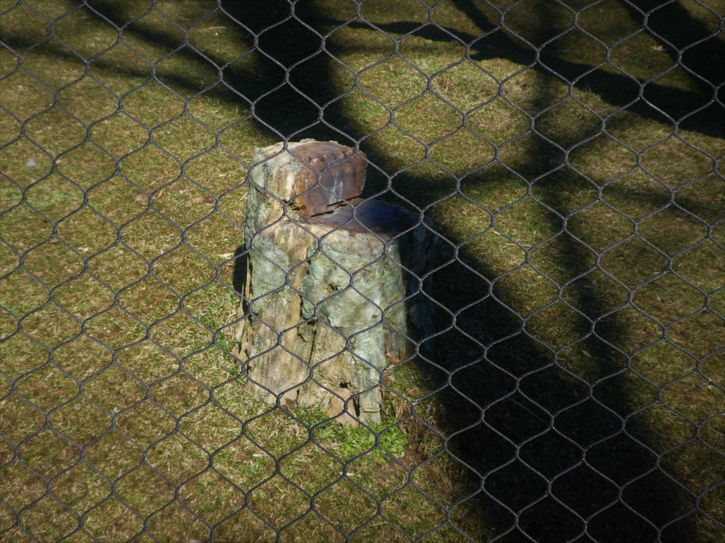 Madagascar - Artificial Rosewood Stump
