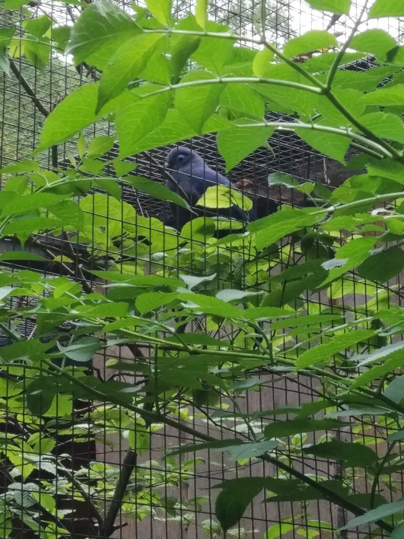 Madagascar Aviary ID